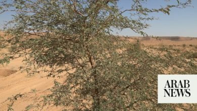 السعودية تعتزم زراعة 100 مليون شجرة منغروف على طول سواحلها